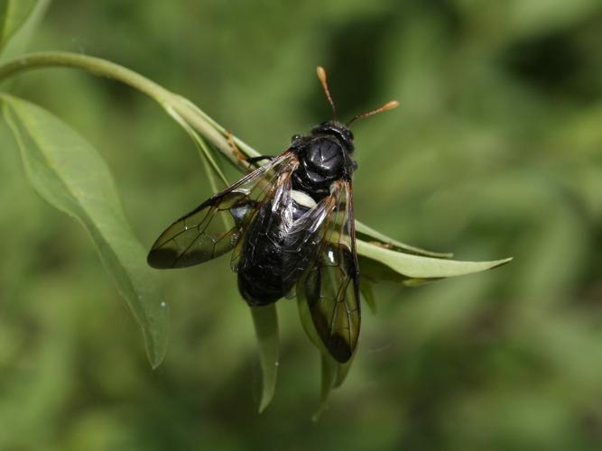 Cimbex femoratus © TOP Damien