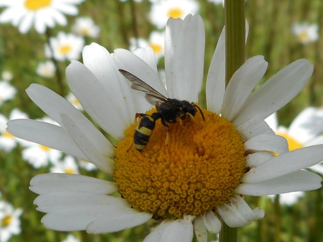 Cerceris rybyensis © HERMANT Thomas