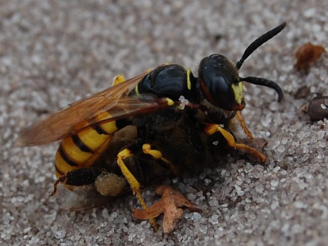 Philanthus triangulum © VANSTEENE Nicolas