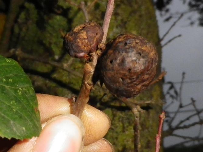 Biorhiza pallida © HALLART Guénael