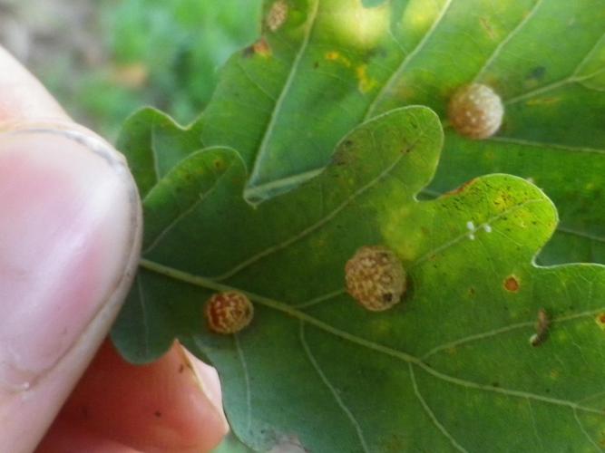 Cynips quercusfolii © HALLART Guénael