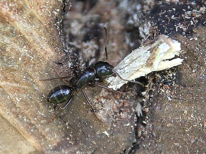 Camponotus fallax © COLINDRE Laurent