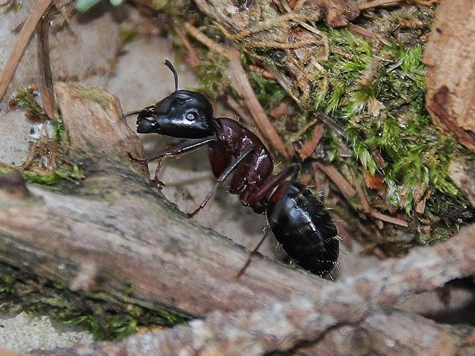 Camponotus ligniperda © COLINDRE Laurent