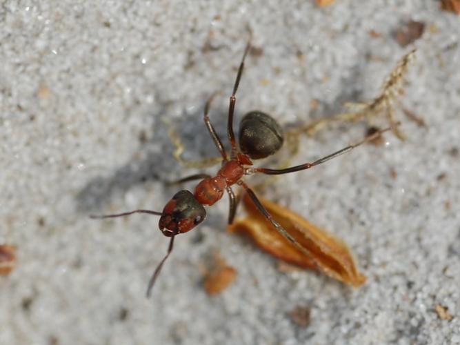 Formica rufibarbis © VANSTEENE Nicolas