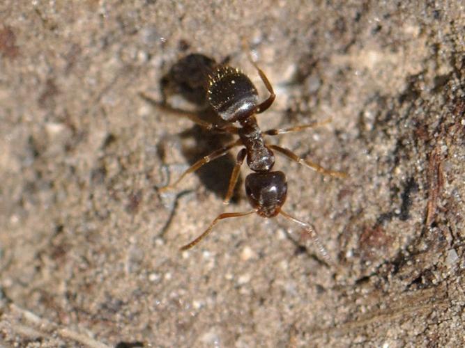 Lasius alienus © HERCENT Jean-Luc