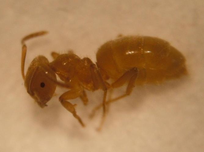 Lasius distinguendus © COLINDRE Laurent