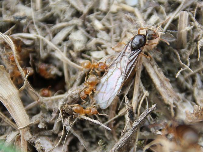 Lasius flavus © COLINDRE Laurent