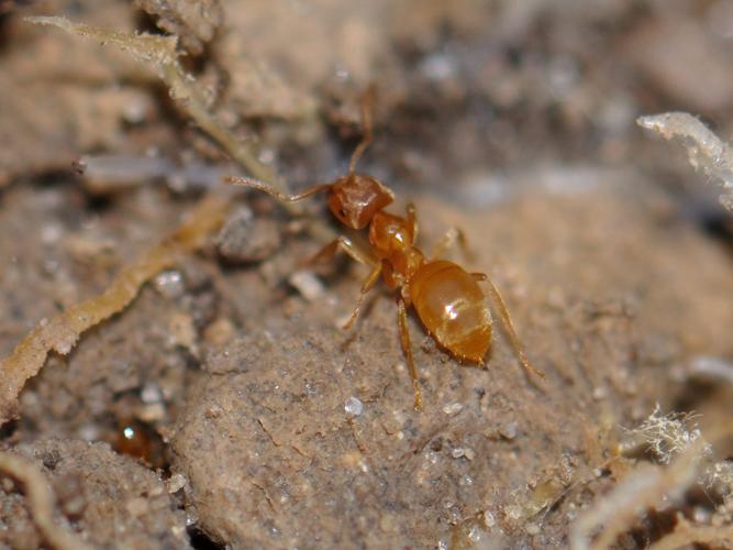 Lasius myops © HERCENT Jean-Luc