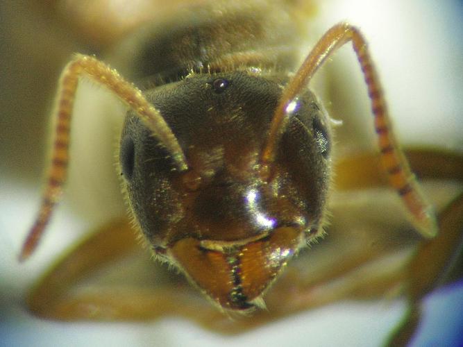 Lasius umbratus © COLINDRE Laurent