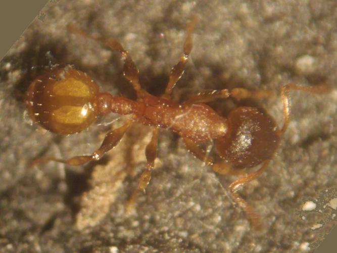 Temnothorax affinis © HALLART Guénael