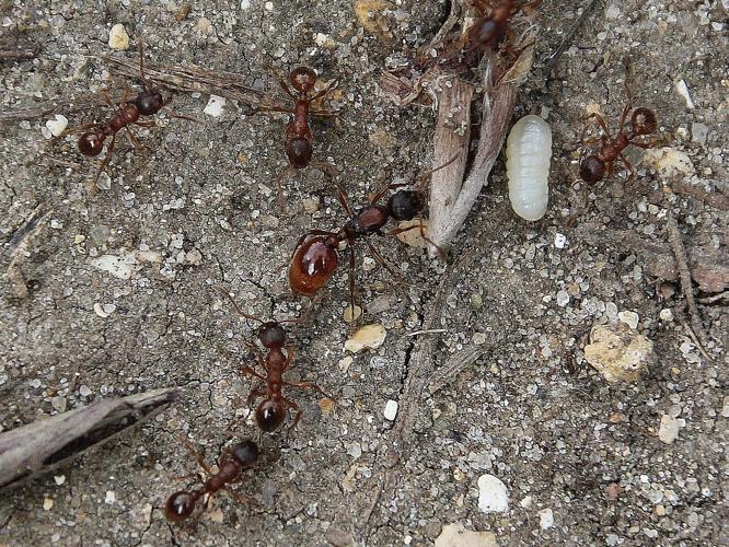 Myrmica rubra © COLINDRE Laurent