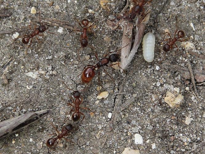 Myrmica rubra © COLINDRE Laurent