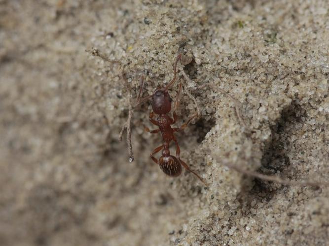 Myrmica rugulosa © TOP Damien