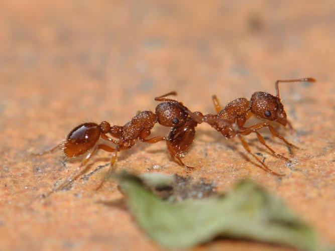 Myrmica specioides © HERCENT Jean-Luc