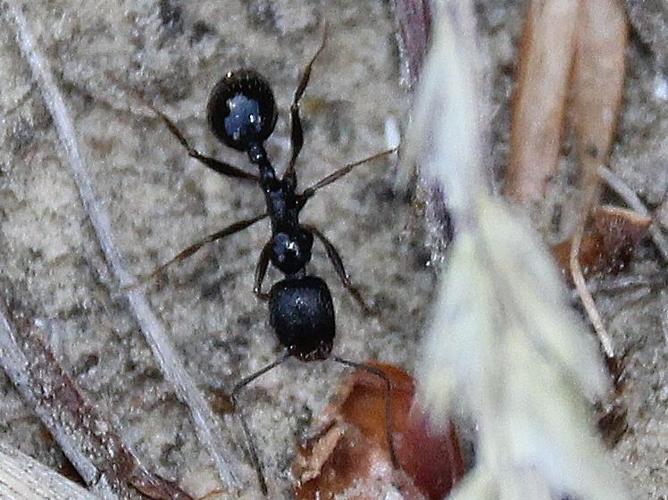 Aphaenogaster gibbosa © COLINDRE Laurent