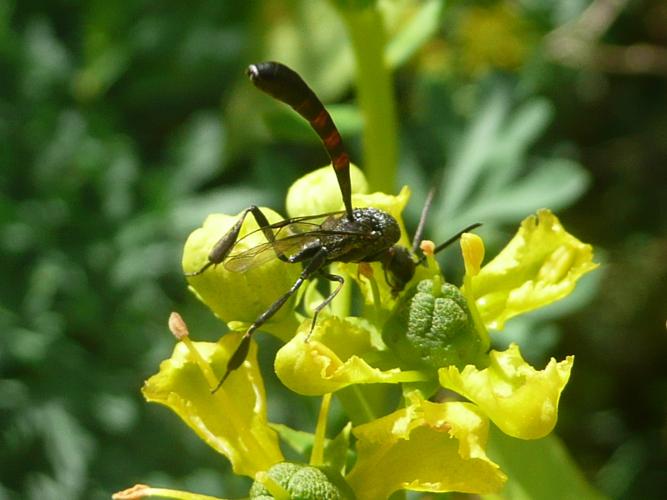 Gasteruption jaculator © MAILLIER Sébastien