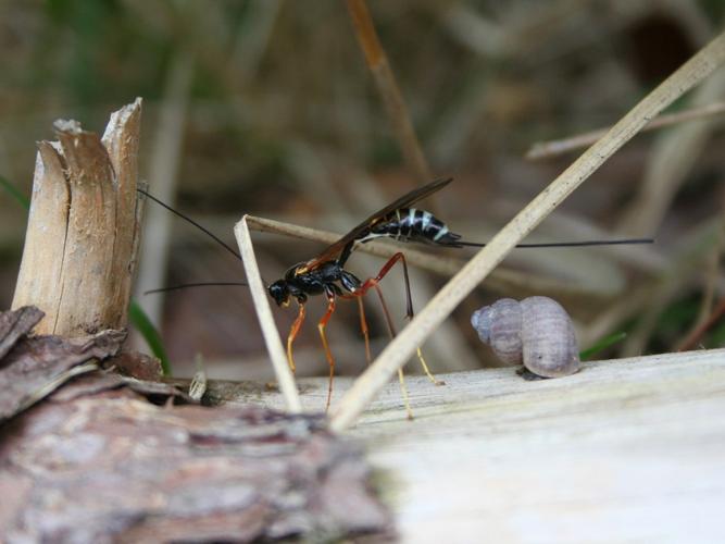 Coleocentrus excitator © TOP Damien