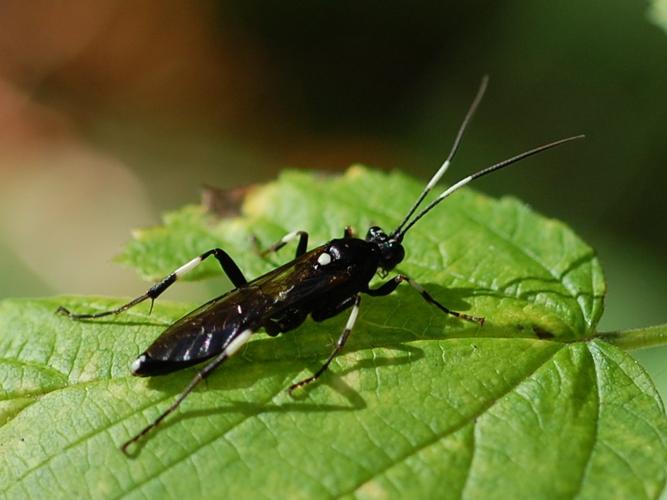 Achaius oratorius © VANSTEENE Nicolas