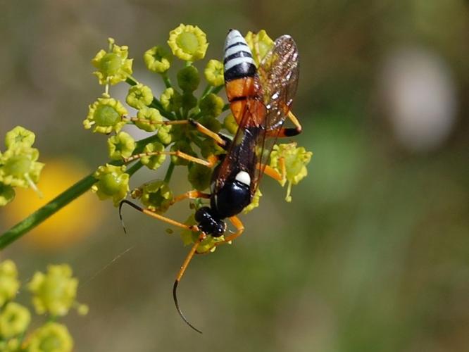 Eutanyacra picta © VANSTEENE Nicolas