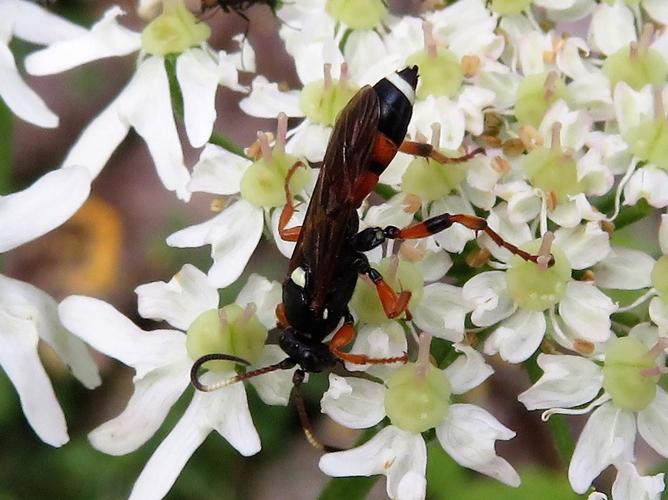 Ichneumon sarcitorius © MAILLIER Sébastien