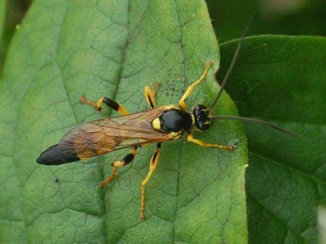 Ichneumon xanthorius © VANSTEENE Nicolas