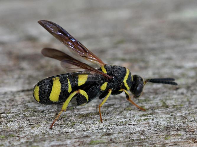 Leucospis dorsigera © COLINDRE Laurent