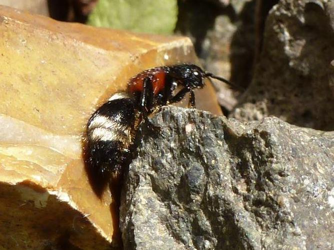 Mutilla europaea © T'FLACHEBBA Mathieu