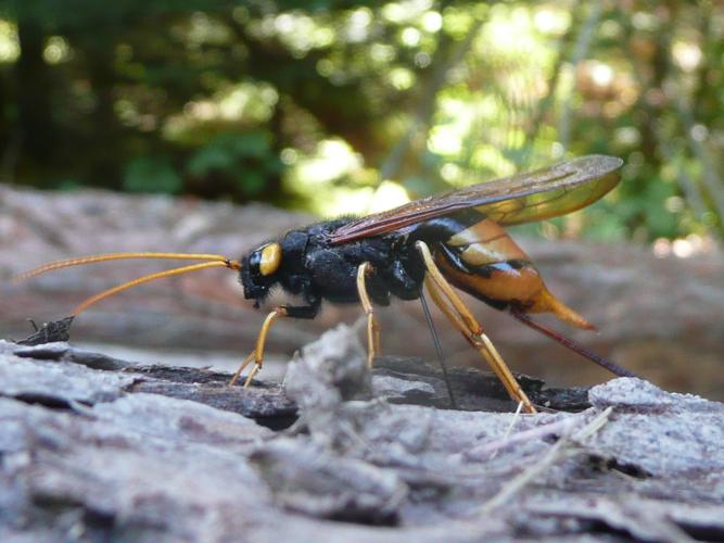 Urocerus gigas © MAILLIER Sébastien