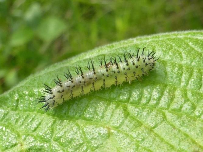 Periclista lineolata © MAILLIER Sébastien