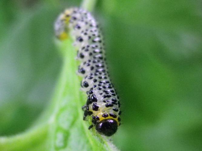 Nematus ribesii © HALLART Guénael