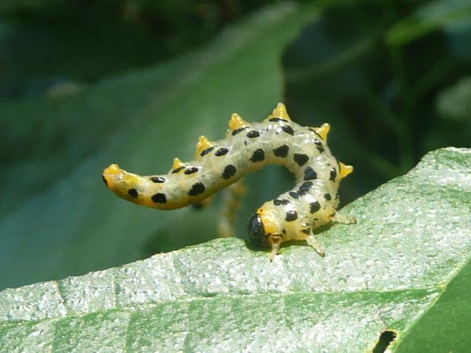 Croesus septentrionalis © MAILLIER Sébastien