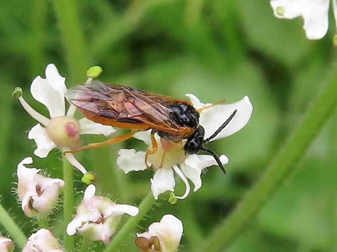 Selandria melanosterna © MAILLIER Sébastien