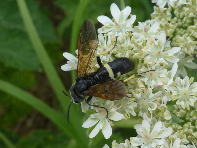 Tenthredo bifasciata © MAILLIER Sébastien