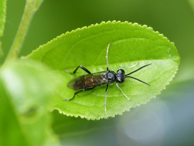 Macrophya annulata © BARBIER Simon