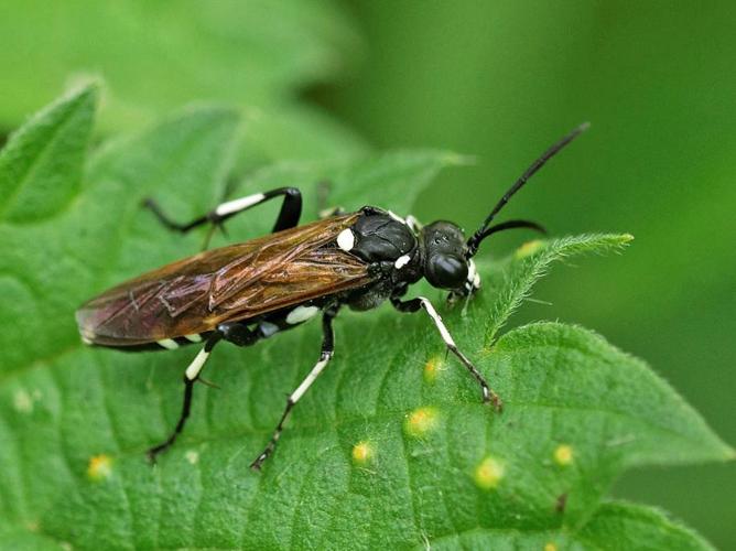 Macrophya duodecimpunctata © SENGEZ Pierre