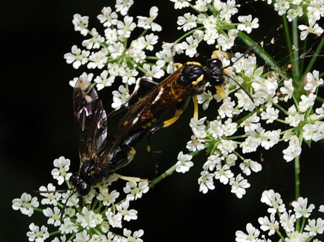 Macrophya montana © VANSTEENE Nicolas