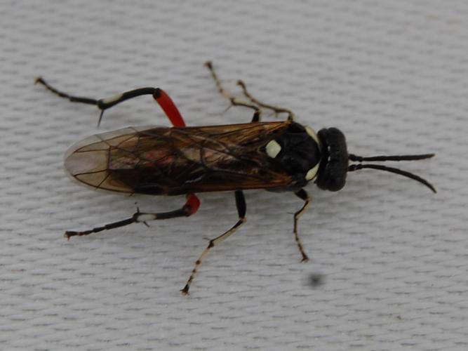 Macrophya punctumalbum © VANSTEENE Nicolas
