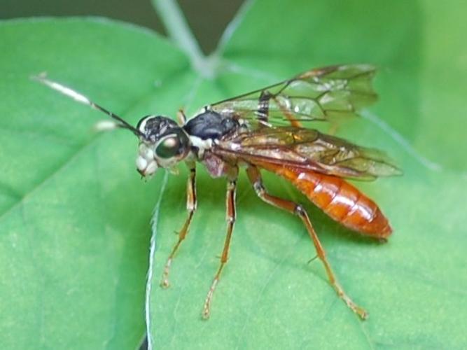 Tenthredo ferruginea © VANSTEENE Nicolas