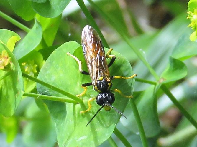 Tenthredo maculata © MAILLIER Sébastien