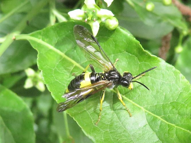 Tenthredo temula © MAILLIER Sébastien