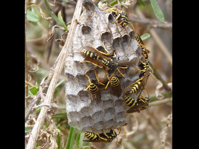 Polistes dominulus © PLATEAUX Odile