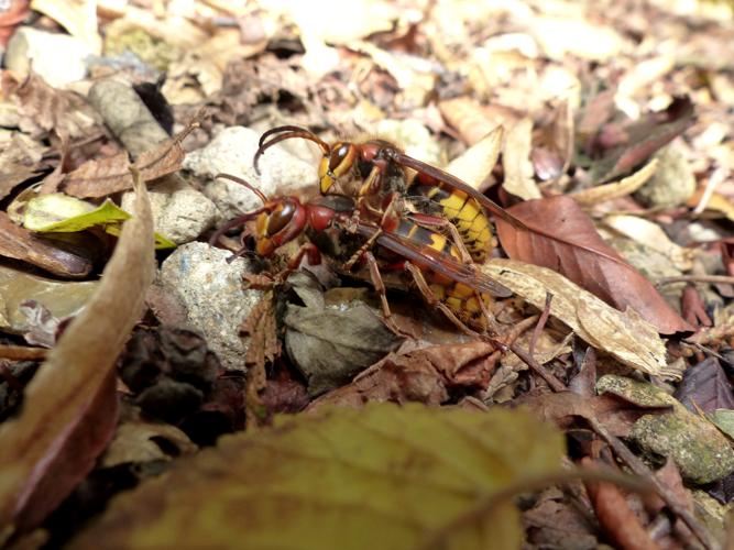 Vespa crabro © DEROZIER Carole