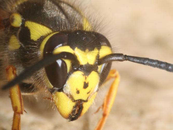 Vespula germanica © DANTEN Benoit