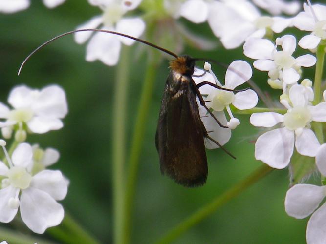 Cauchas rufimitrella © HALLART Guénael