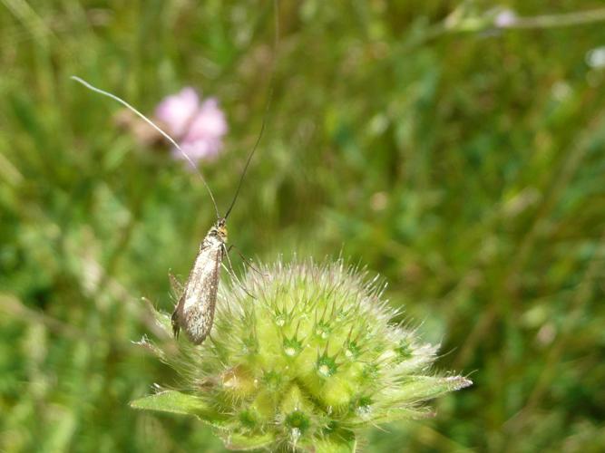 Nemophora metallica © MAILLIER Sébastien