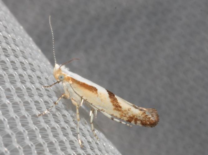 Argyresthia bonnetella © DANTEN Benoit