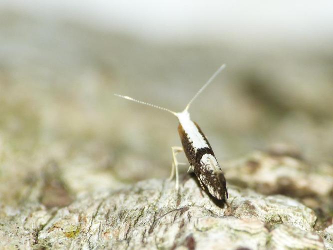 Argyresthia spinosella © BARBIER Simon