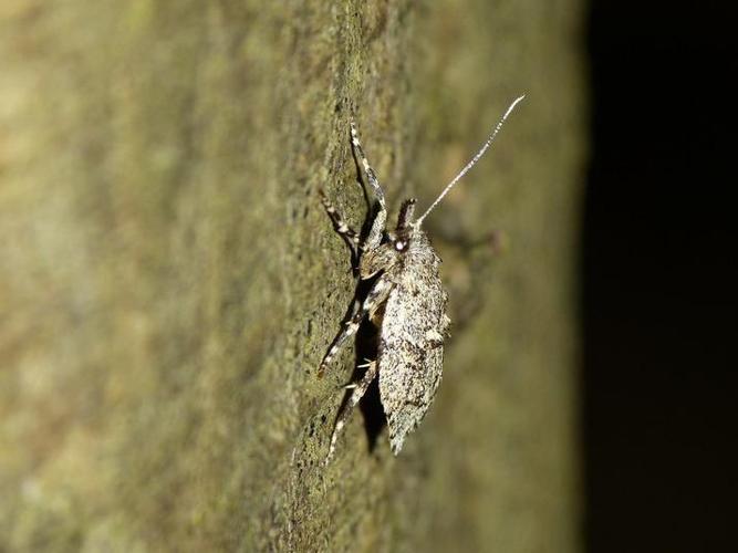 Diurnea fagella © BARBIER Simon