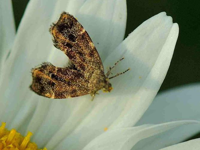 Anthophila fabriciana © MATHOT William