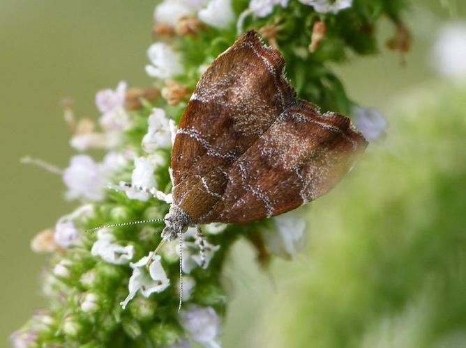 Choreutis nemorana © BARBIER Simon